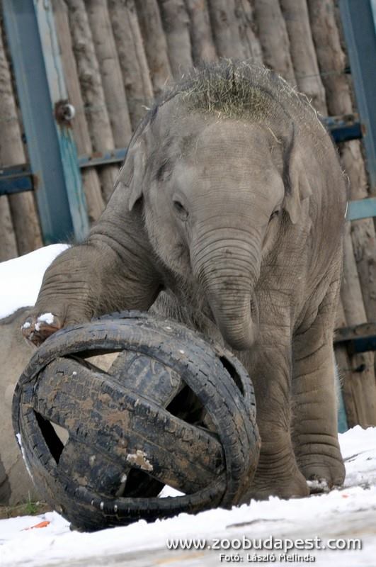 Ingyen mehetnek állatkertbe a gyerekek most péntektől  vasárnapig