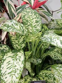 Mérgező növények a lakásban - Fotók a növényekről