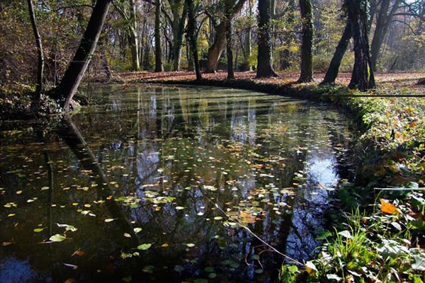 Szentjánosbogár-rajzás az Alcsúti Arborétumban! Június végéig tart a páratlan látványosság