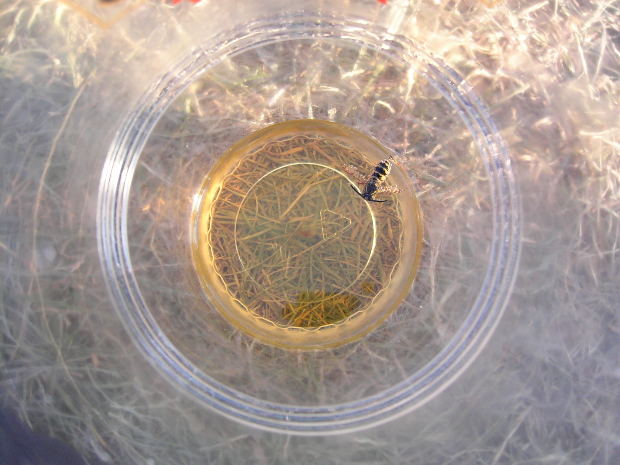 Méh- és darázscsípés gyerekeknél: milyen tünetekkel kell azonnal orvoshoz fordulni?