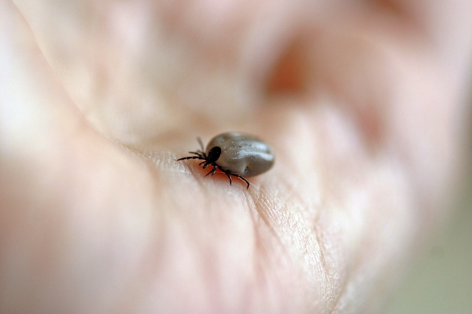 Kullancscsípés okozta betegségek: így előzhető meg a Lyme-kór és a vírusos agyvelőgyulladás - Az ÁNTSZ közleménye