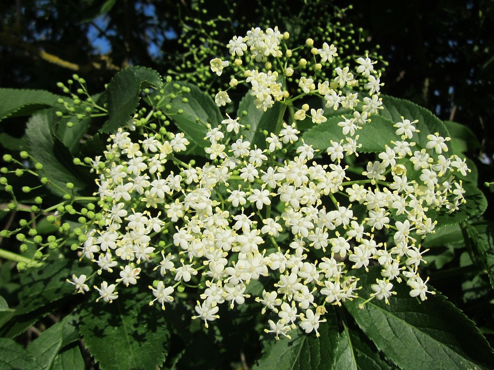Ha náthás, megfázott a gyerek: a 10 leghatékonyabb természetes módszer, gyógytea váladékoldásra, köptetésre - Így készítsd el!