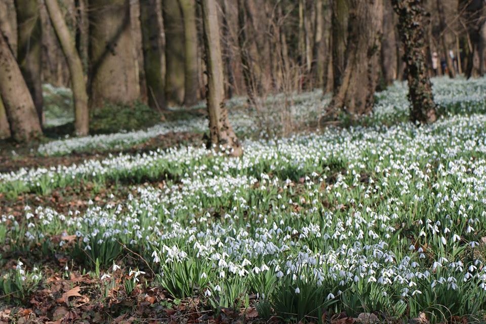 Hóvirágünnep 2017: itt van Magyarország legnagyobb összefüggő hóvirágmezője! - Kinyíltak már a hóvirágok az Alcsúti Arborétumban?