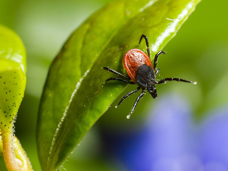 Figyelem, kullancsveszély: A városi parkokban, játszótereken is megcsíphet a kullancs! - Miért veszélyes a kullancscsípés?