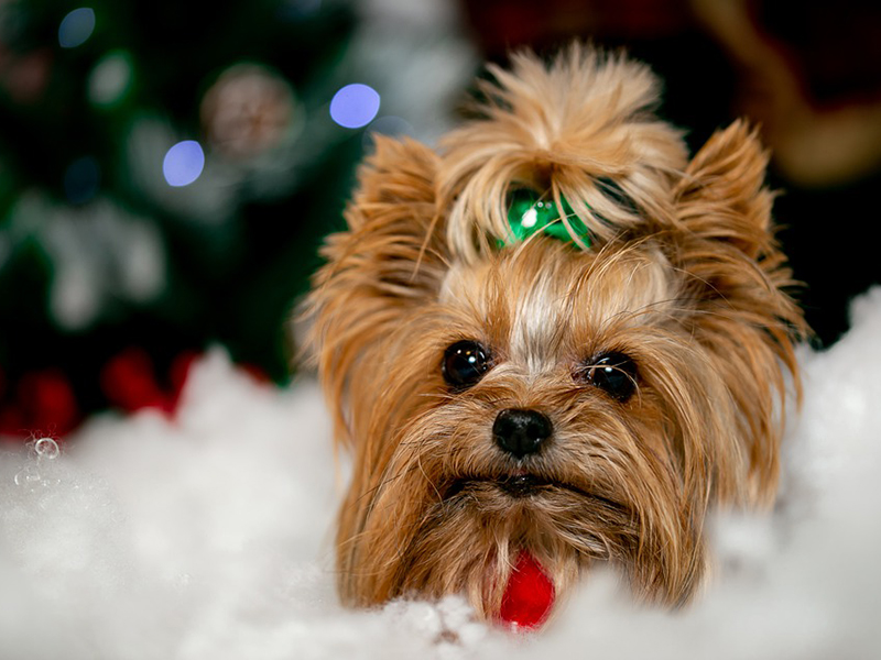 Kutya etetése: Ezt rontja el a legtöbb gazdi, ha a házi kedvencéről van szó - Mik a legtipikusabb hibák?